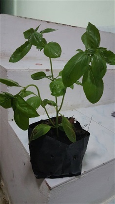 โหระพาอิตาลี Large Leaf Italian Basil