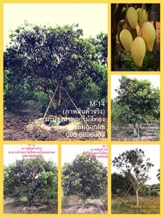 M-14 ต้นมะม่วงน้ำดอกไม้สีทองเมืองปราจีนบุรี (ภาพสินค้าจริง)