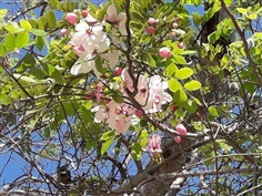 ชัยพฤกษ์ (เมล็ด)