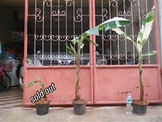 กล้วยฟลอริด้าด่าง