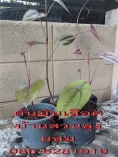 ต้นพันธุ์มันเลือดนก ,มันเสา และมันพร้าว (มันจาว) 