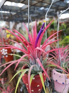 สับประรดสี Tillandsia Ionantha