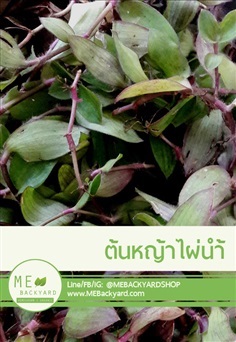 หญ้าไผ่น้ำสด หรือจุยเต็กเฉ่า (1 กิโลกรัม)