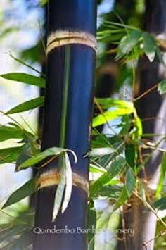 ไผ่ดำอินโด (&#39;Betung Hitam&#39;. Black Dendrocalamus asper)