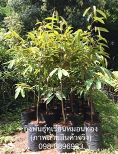 กิ่งพันธุ์ทุเรียนหมอนทอง  สูง130-150cm.(ภาพสินค้าจริง)