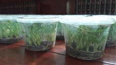 กล้วยน้ำว้าปากช่อง 50 เพาะเนื้อเยื่อ