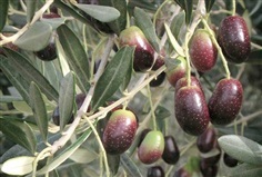 มะกอกน้ำมัน (Olea europaea)