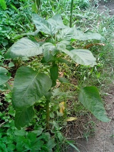 ขายเมล็ดพันธ์ุผักโขม