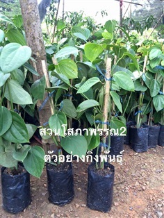 พริกไทยซีลอน