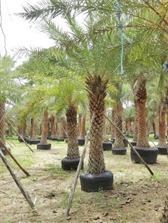 ปาล์มอินทผลัม (Silver Date Palm)