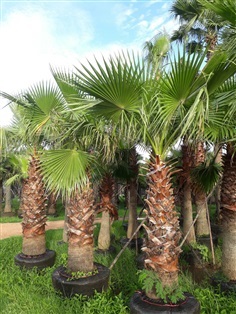 เป็ตติโค้ท(Washingtonia)