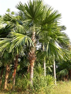 ปาล์มชวา(Footstool Palm)