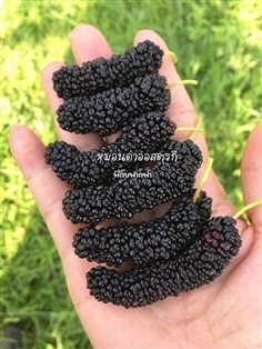 หม่อนดำออสตุรกี