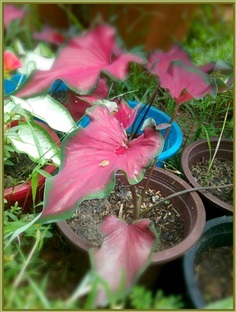 บอนสี 