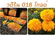 เมล็ดดาวเรือง วดีริน 018 โกลด์