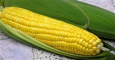 ข้าวโพดหวาน sweet corn