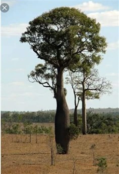 ต้น Bottle tree