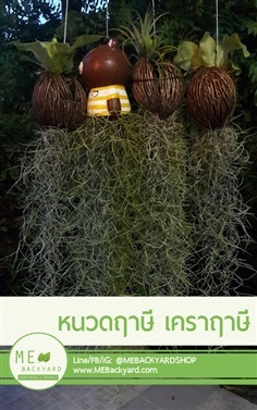 หนวดฤาษี เคราฤาษี