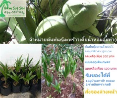 ต้นพันธุ์งอกแล้ว100%