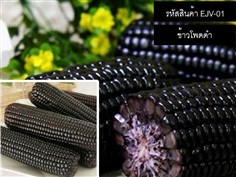 เมล็ดพันธุ์ข้าวโพดดำ(จำหน่ายเมล็ดพันธุ์นำเข้าคุณภาพดี)