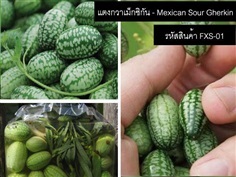 เมล็ดพันธุ์แตงกวาเม็กซิกัน(จำหน่ายเมล็ดพันธุ์นำเข้าคุณภาพดี)