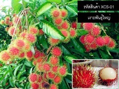 เมล็ดพันธุ์เงาะพันธุ์ใหญ่(จำหน่ายเมล็ดพันธุ์นำเข้าคุณภาพดี)