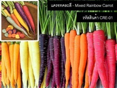 เมล็ดพันธุ์แครอทคละสี(จำหน่ายเมล็ดพันธุ์นำเข้าคุณภาพดี)