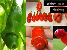 เมล็ดพันธุ์พริกกะจู่(จำหน่ายเมล็ดพันธุ์นำเข้าคุณภาพดี)