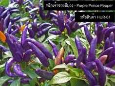 เมล็ดพันธุ์พริกเจ้าชายสีม่วง(จำหน่ายเมล็ดพันธุ์นำเข้าคุณภาพ