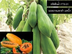 เมล็ดพันธุ์มะละกอแขกดำ(จำหน่ายเมล็ดพันธุ์คุณภาพดี)