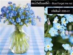 เมล็ดพันธุ์ฟอร์เก็ตมีนอตสีฟ้า(จำหน่ายเมล็ดพันธุ์คุณภาพดี)