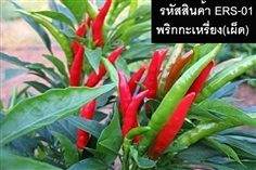 เมล็ดพันธุ์พริกกะเหรี่ยง(จำหน่ายเมล็ดพันธุ์คุณภาพดี)