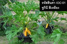 เมล็ดพันธุ์ซูกินีสีเหลือง(จำหน่ายเมล็ดพันธุ์คุณภาพดี)