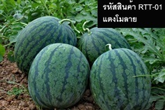 เมล็ดพันธุ์แตงโมลาย(จำหน่ายเมล็ดพันธุ์คุณภาพดี)