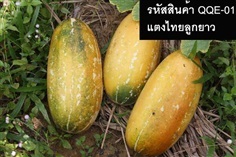 เมล็ดพันธุ์แตงไทยลูกยาว(จำหน่ายเมล็ดพันธุ์คุณภาพดี)