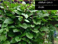 เมล็ดพันธุ์ผักปลัง(จำหน่ายเมล็ดพันธุ์คุณภาพดี)