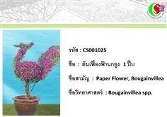 25เฟื้องฟ้า  Bougainvillea