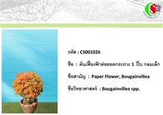 26เฟื้องฟ้า  Bougainvillea