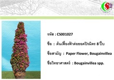 27เฟื้องฟ้า  Bougainvillea