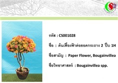 28เฟื้องฟ้า  Bougainvillea