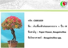 29เฟื้องฟ้า  Bougainvillea