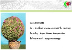 30เฟื้องฟ้า  Bougainvillea