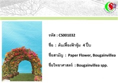 32เฟื้องฟ้า  Bougainvillea