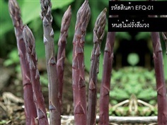 เมล็ดพันธุ์หน่อไม้ฝรั่งสีม่วง(จำหน่ายเมล็ดพันธุ์นำเข้าคุณภาพ