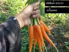 เมล็ดพันธุ์เบบี้แครอท(จำหน่ายเมล็ดพันธุ์นำเข้าคุณภาพดี)