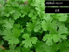 เมล็ดพันธุ์ผักชี(จำหน่ายเมล็ดพันธุ์คุณภาพดี)