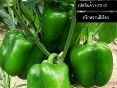 เมล็ดพันธุ์พริกหวานสีเขียว(จำหน่ายเมล็ดพันธุ์คุณภาพดี)