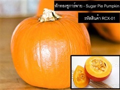 เมล็ดพันธุ์ฟักทองชูการ์พาย(จำหน่ายเมล็ดพันธุ์คุณภาพดี)