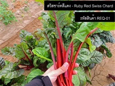 เมล็ดพันธุ์สวิสชาร์ดสีแดง(จำหน่ายเมล็ดพันธุ์คุณภาพดี)