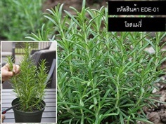 เมล็ดพันธุ์โรสแมรี่(จำหน่ายเมล็ดพันธุ์นำเข้าคุณภาพดี)